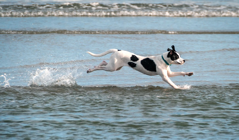 海辺を走る犬